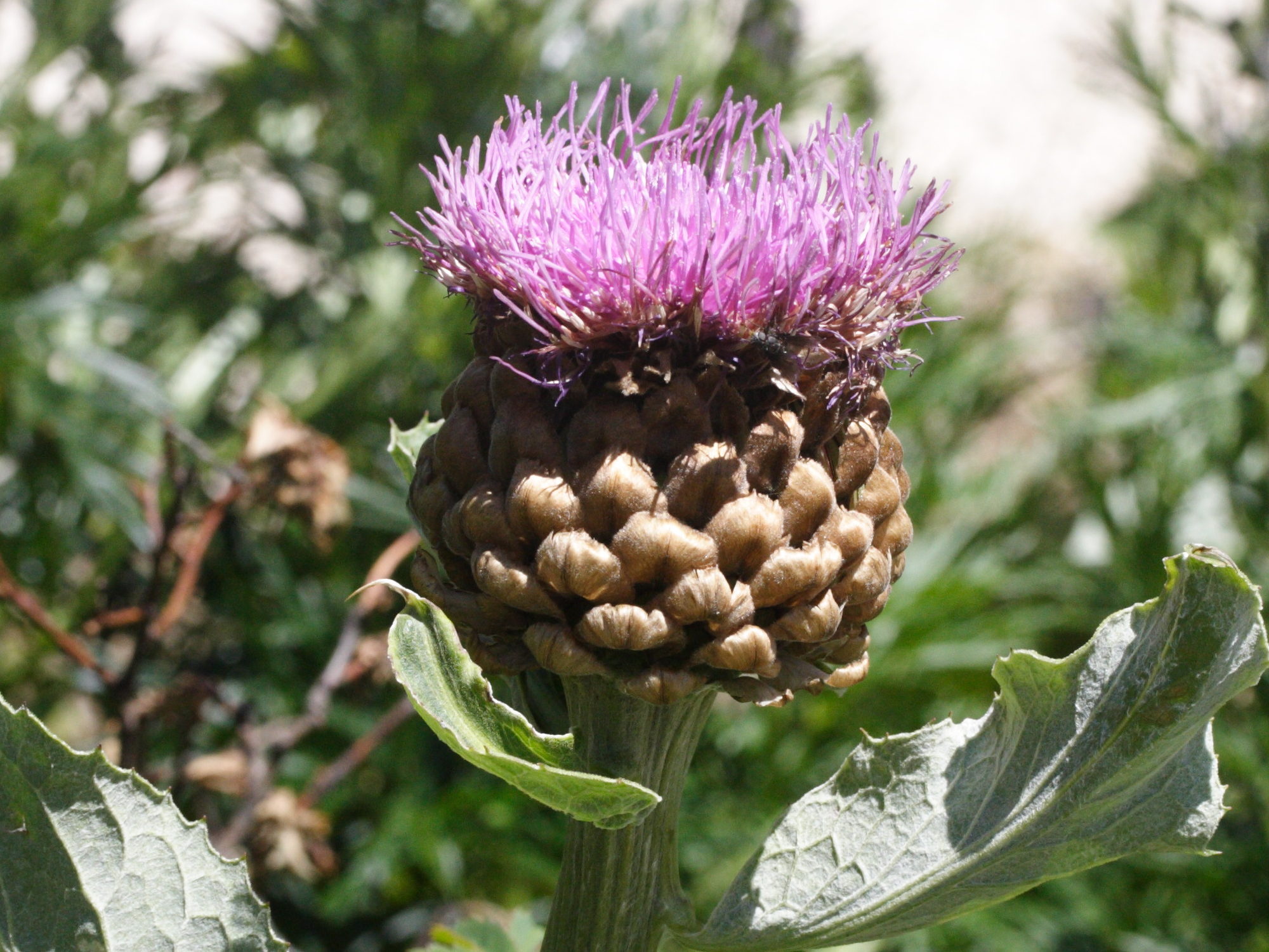 Stemmacantha_rhapontica lamarckii