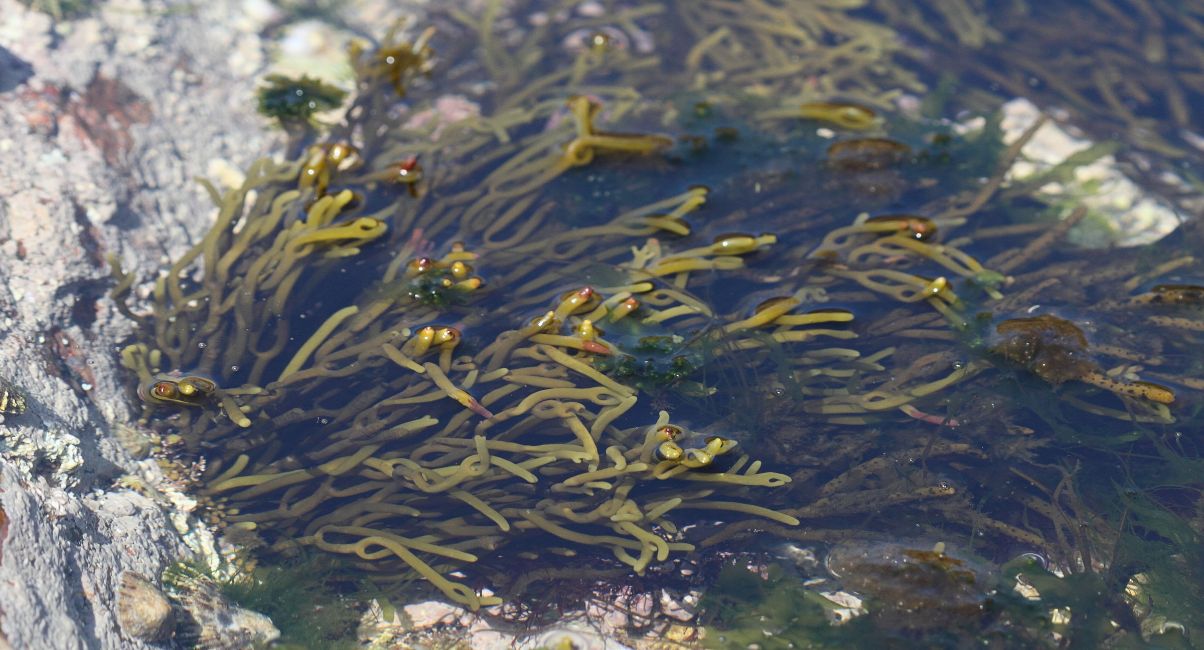 Afficher le média bifurcaria_bifurcata2md bifurcaria_bifurcata2md