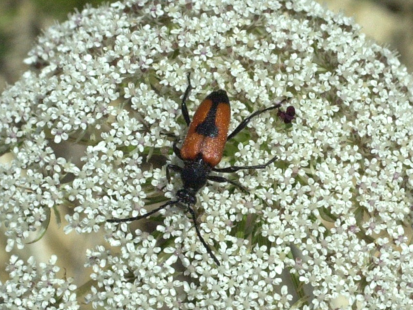 Afficher le média brachyleptura_cordigera brachyleptura_cordigera