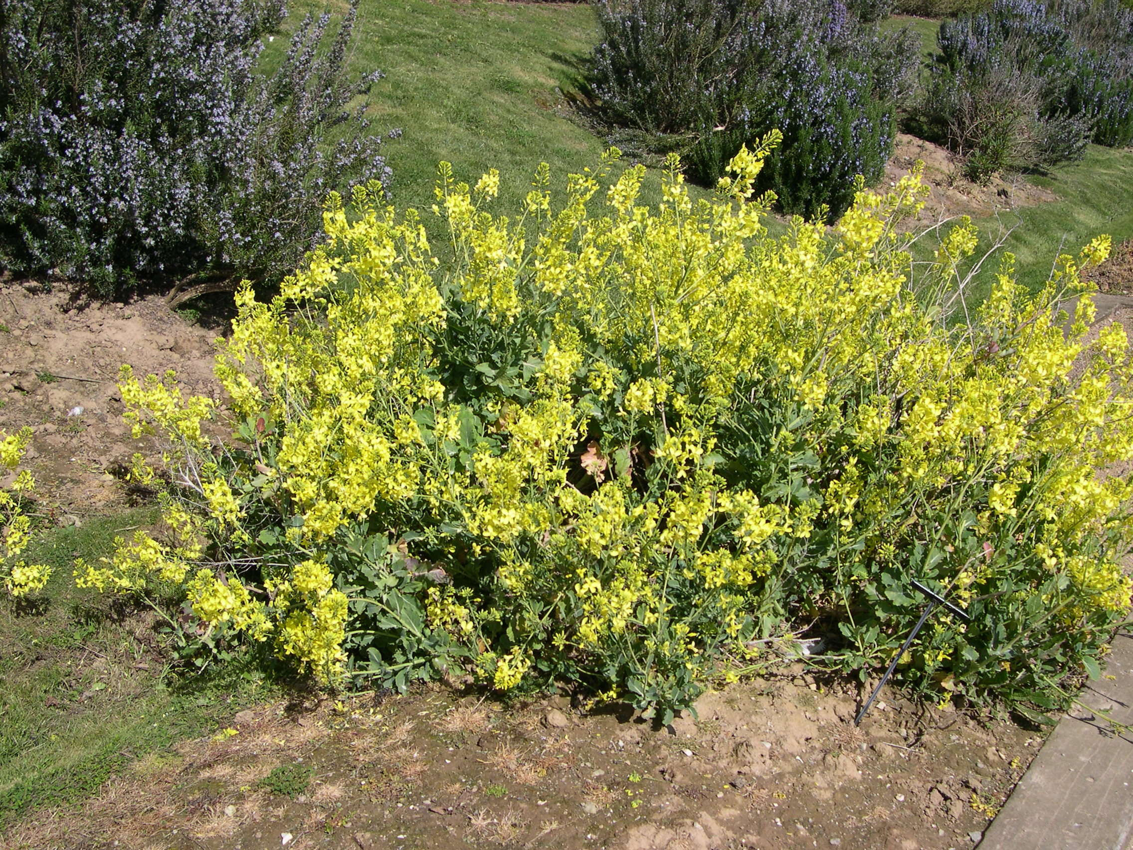 Brassica_oleracea