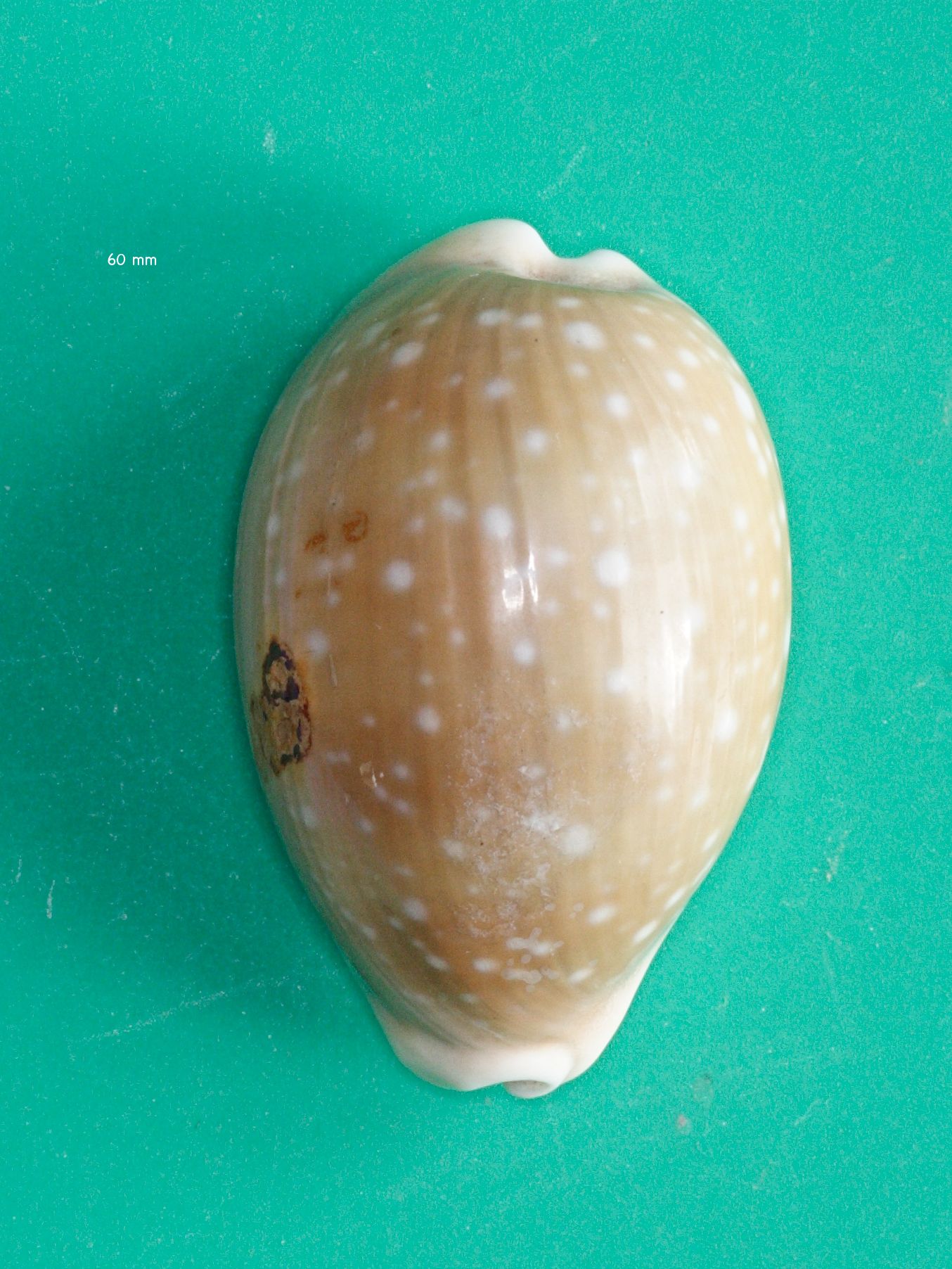 Cypraea_vitellus