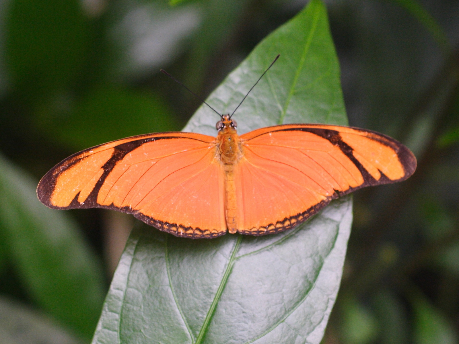 Dryas_iulia