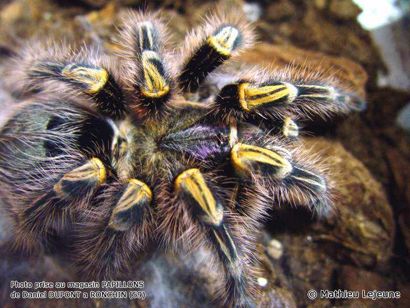 grammostola_aureostriata2ml