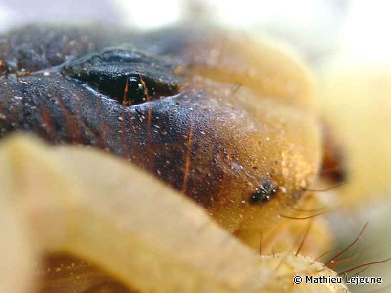 hadrurus_arizonensis2ml