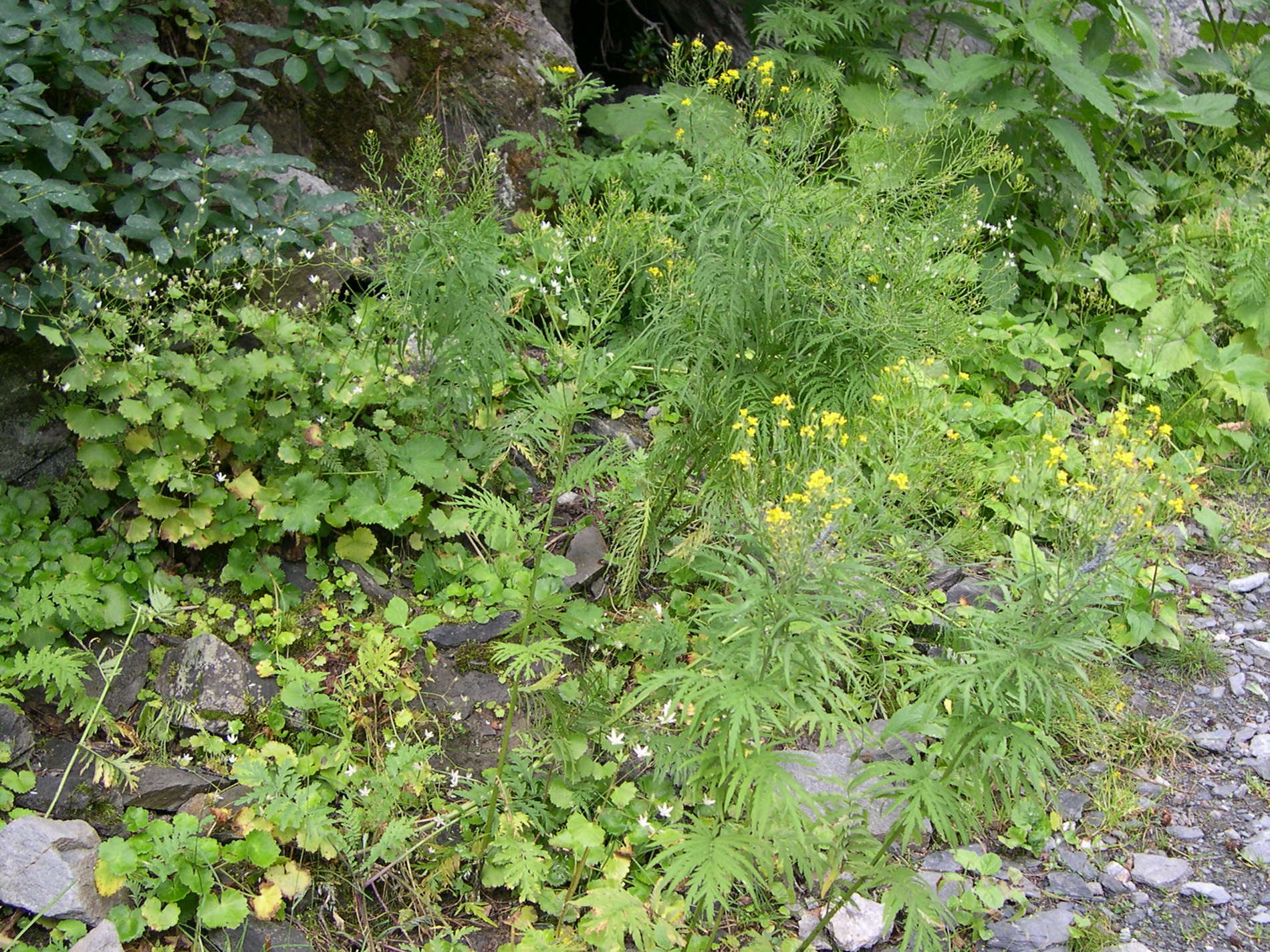 Afficher le média Hugueninia_tanacetifolia Hugueninia_tanacetifolia