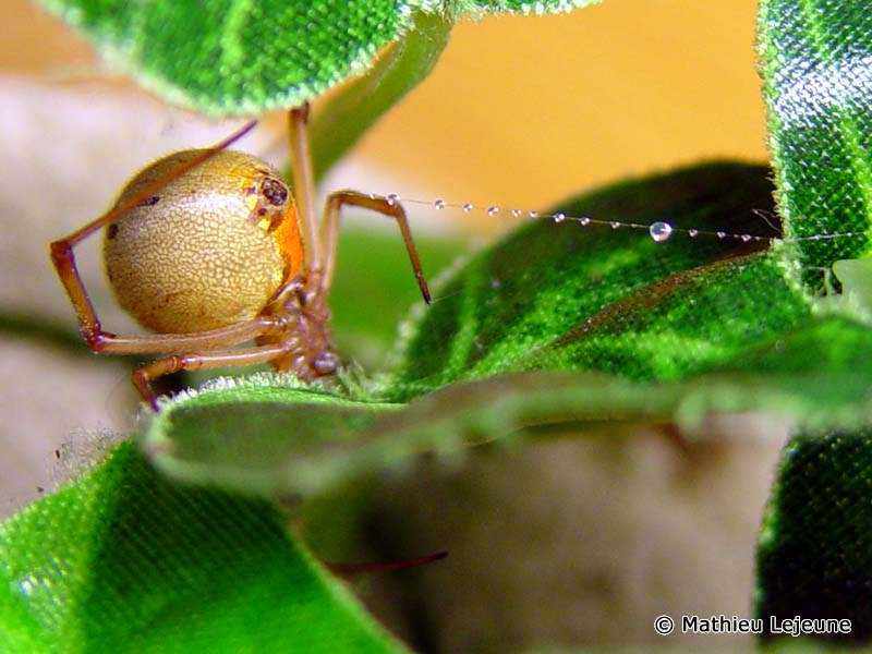 latrodectus_geometricus1ml
