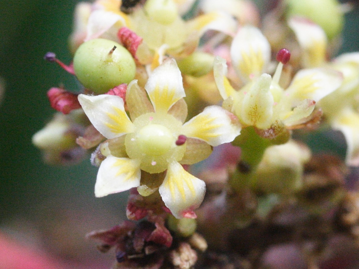 Afficher le média Litchi_chinensis Litchi_chinensis