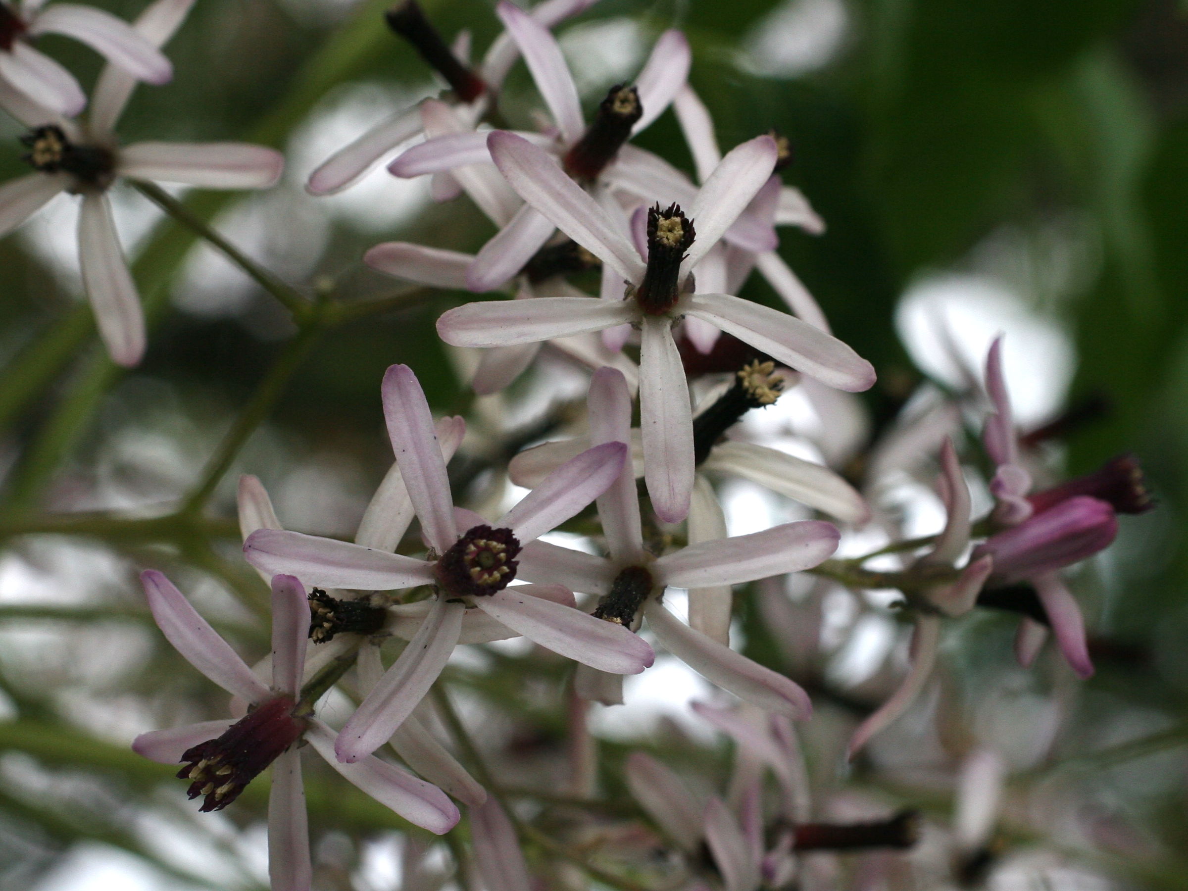 Afficher le média Melia_azedarach Melia_azedarach