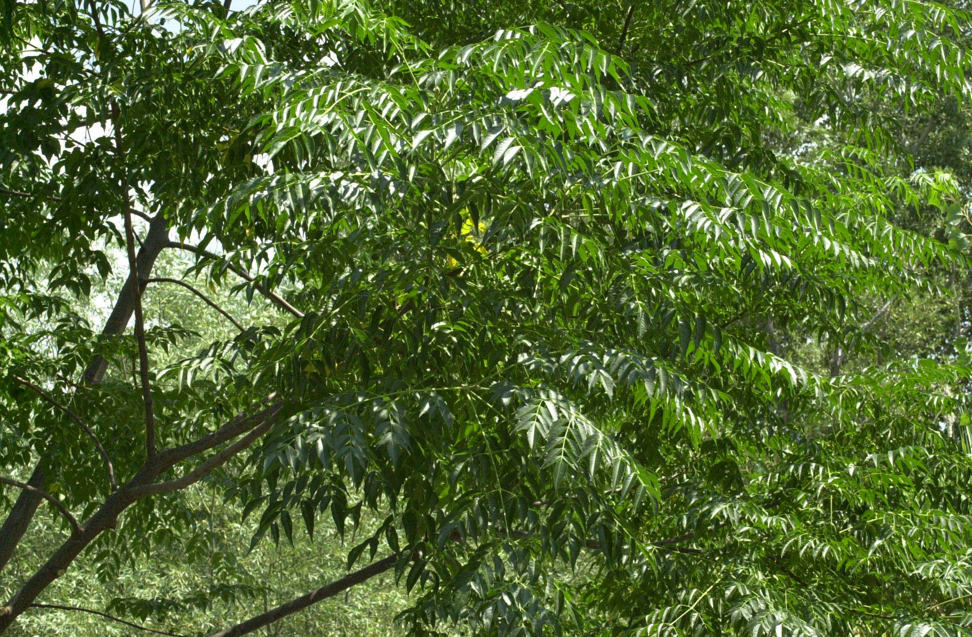 Afficher le média Melia_azedarach Melia_azedarach