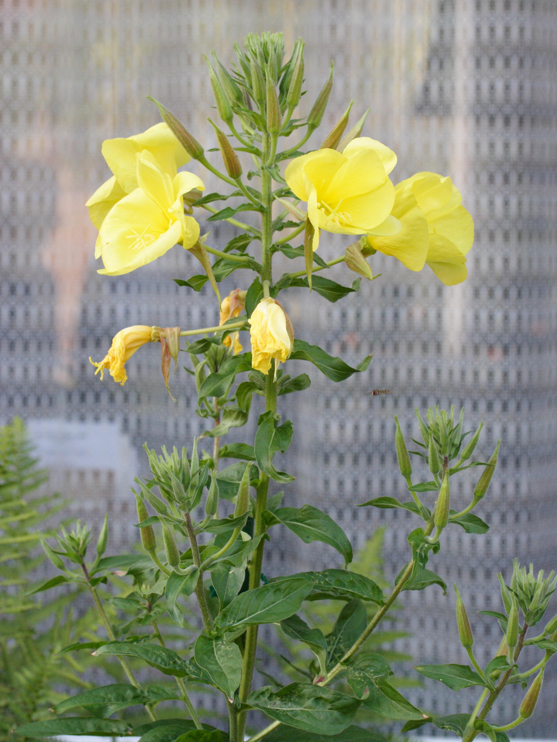 Oenothera_glazioviana