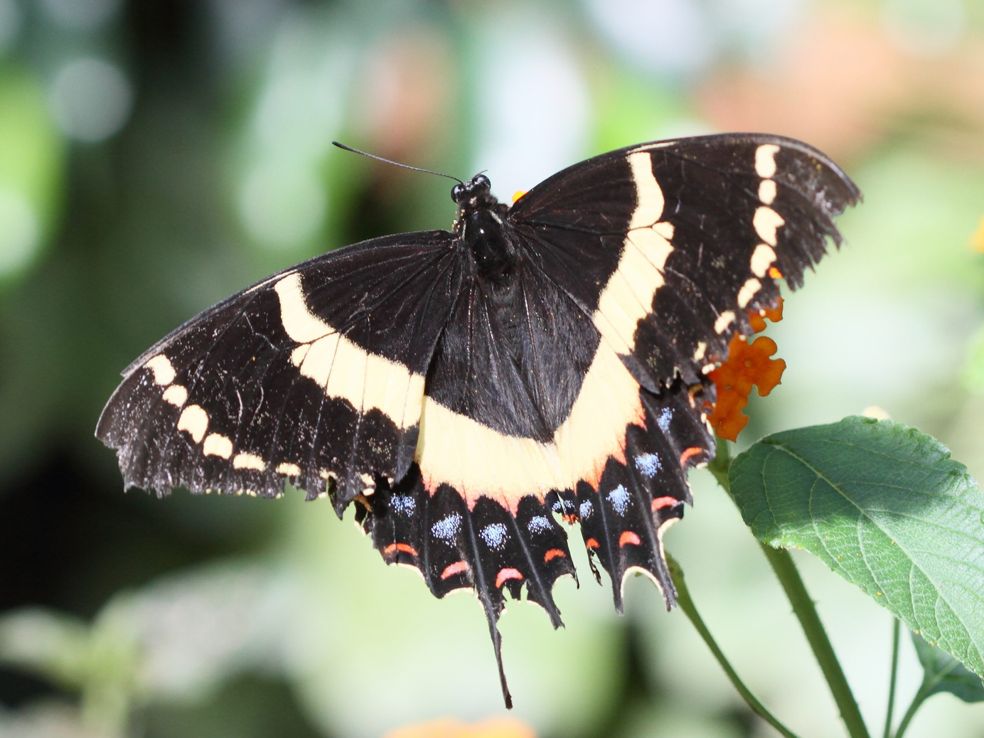 Papilio_polyxenes