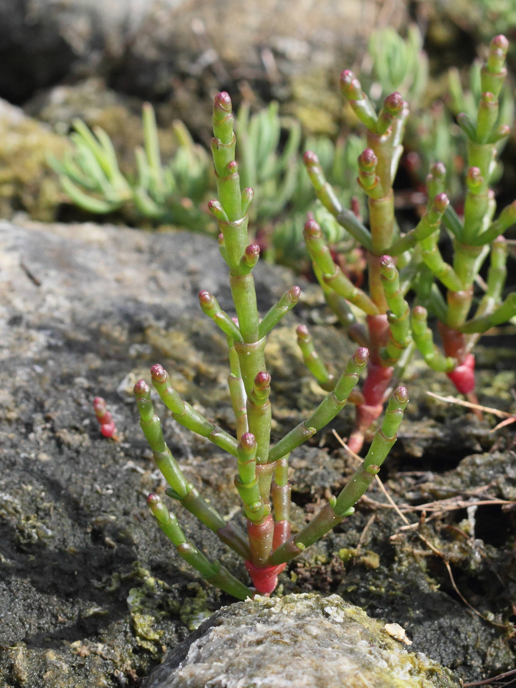 Afficher le média Salicornia_europaea Salicornia_europaea