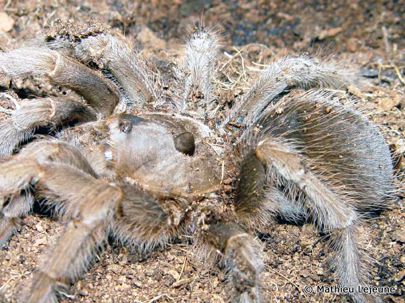 sphaerobothria_hoffmanni1ml