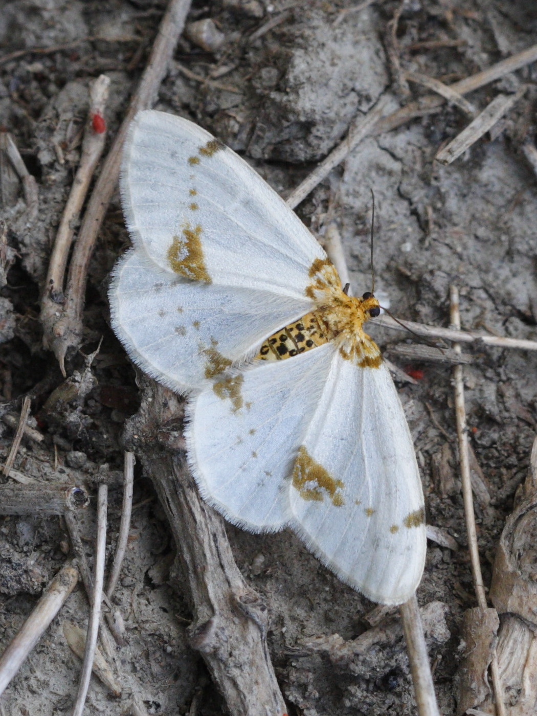 Afficher le média abraxas_pantaria abraxas_pantaria