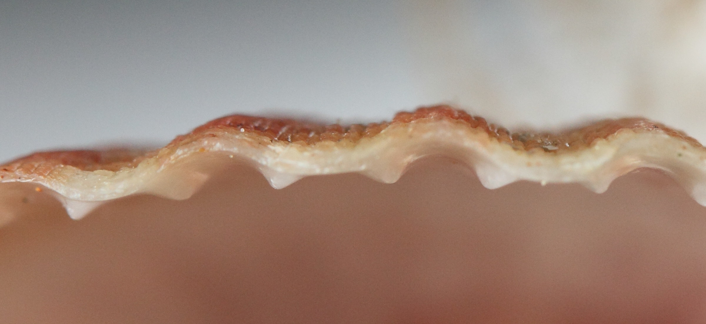 aequipecten_opercularis7md