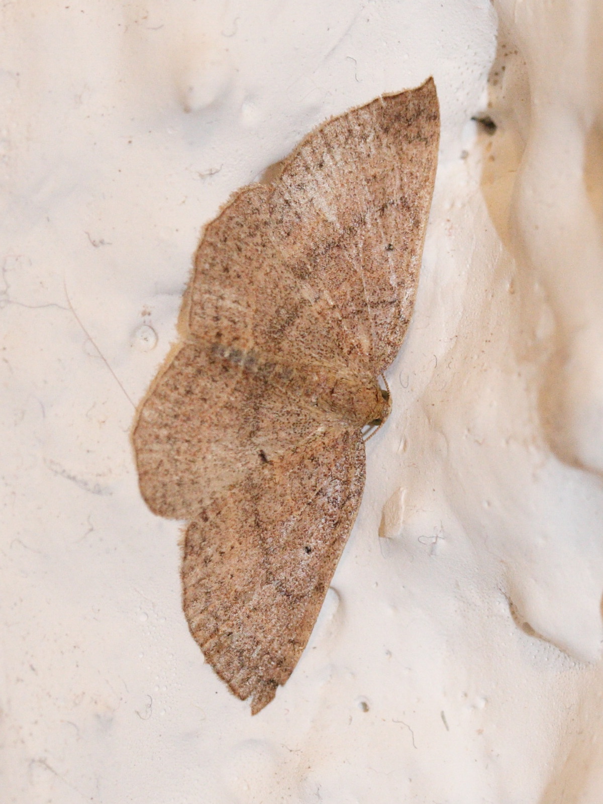 asthenotricha_lophoptera