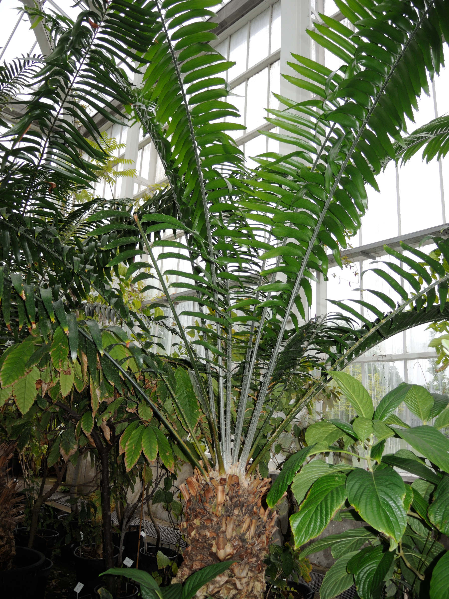 Encephalartos_laurentianus