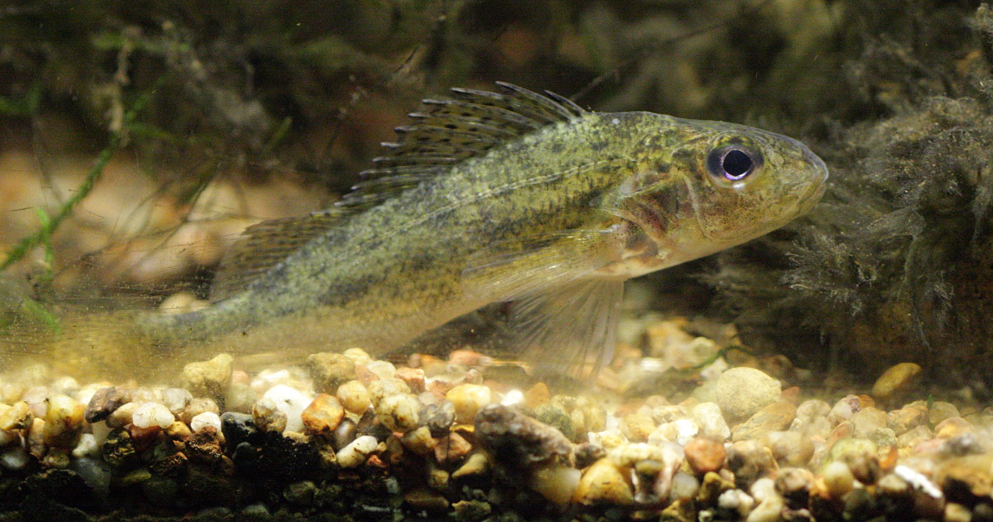 Gymnocephalus_cernuus