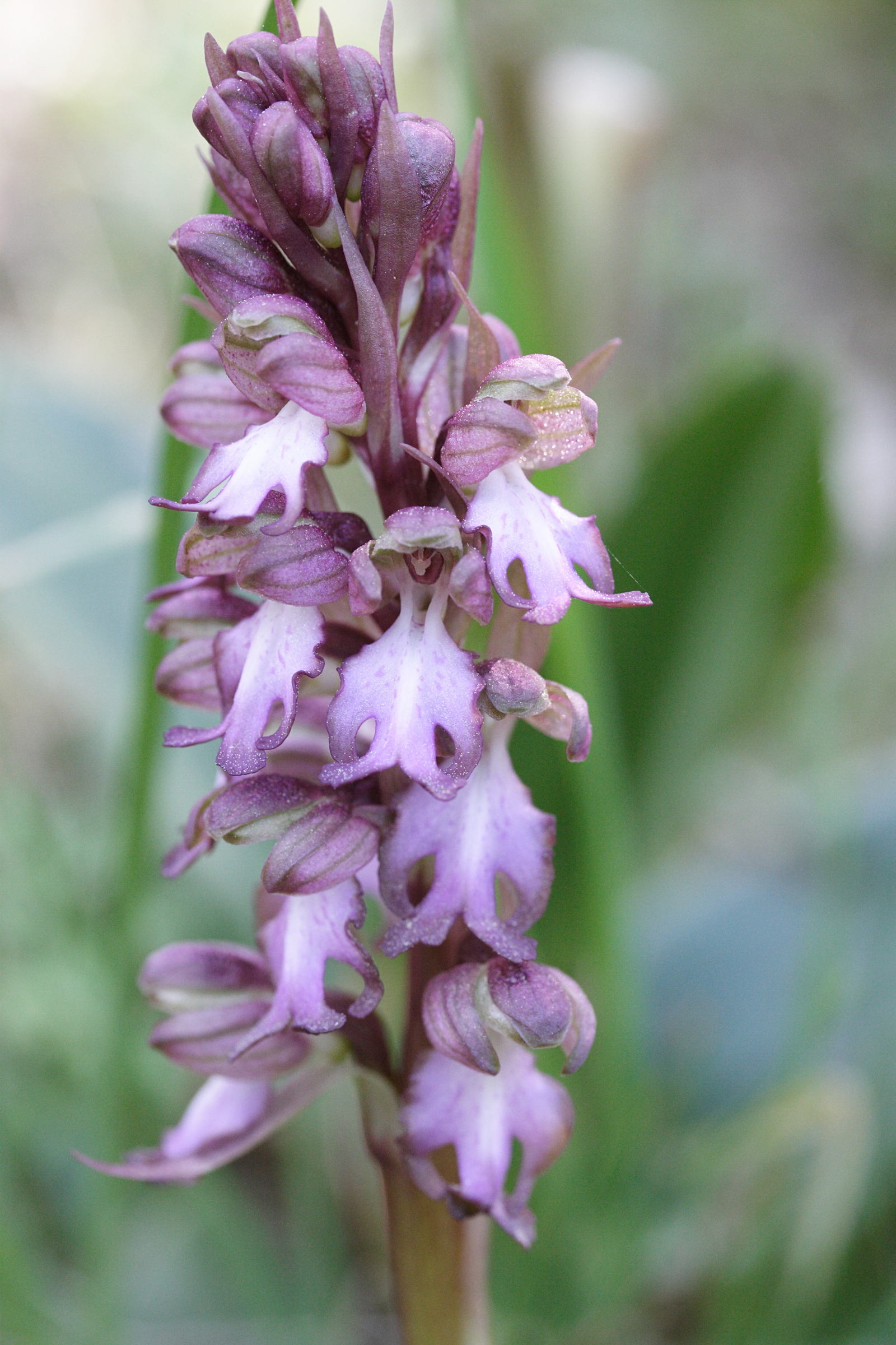 Himantoglossum_robertianum