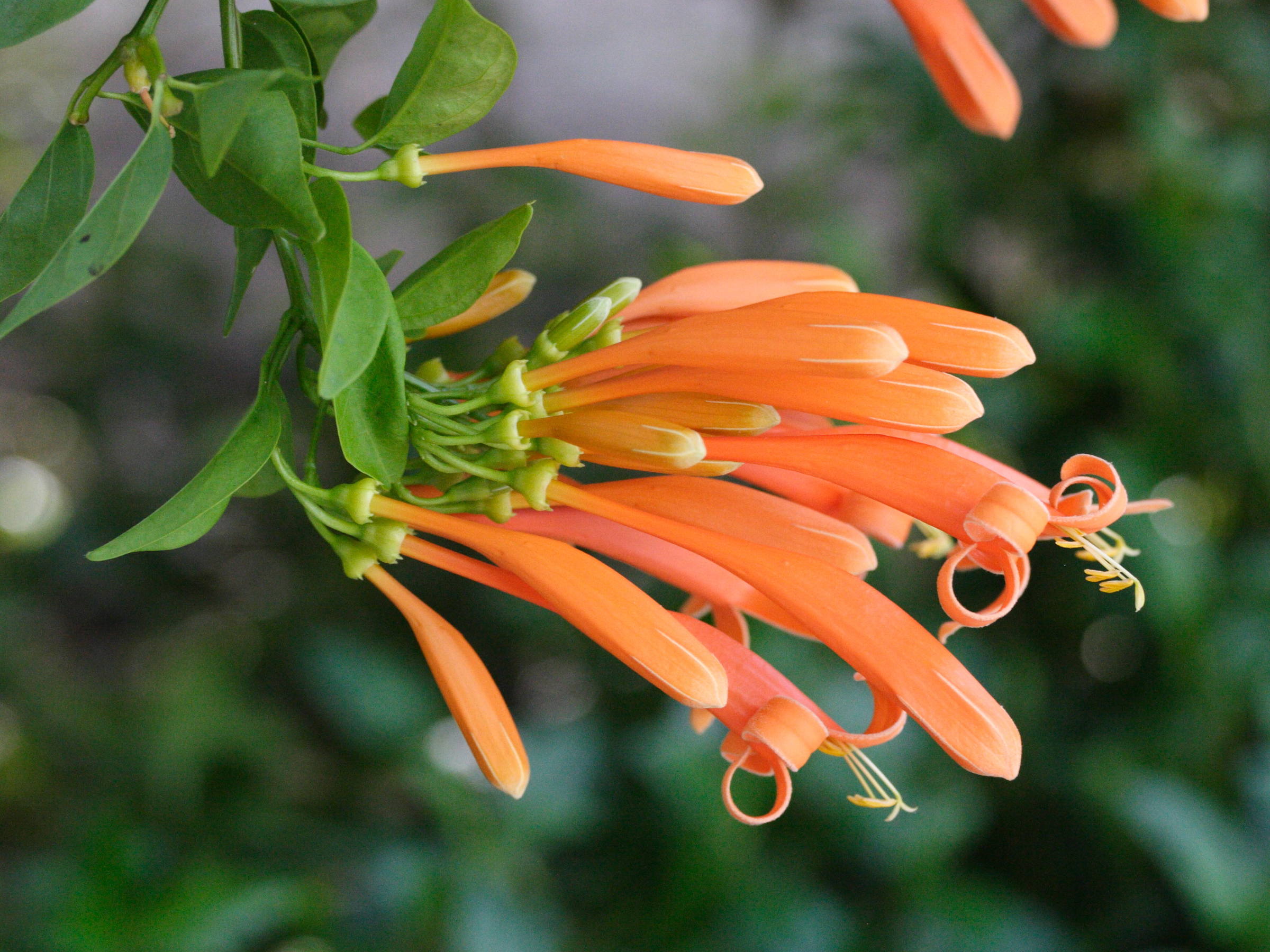 Afficher le média Pyrostegia_venusta Pyrostegia_venusta