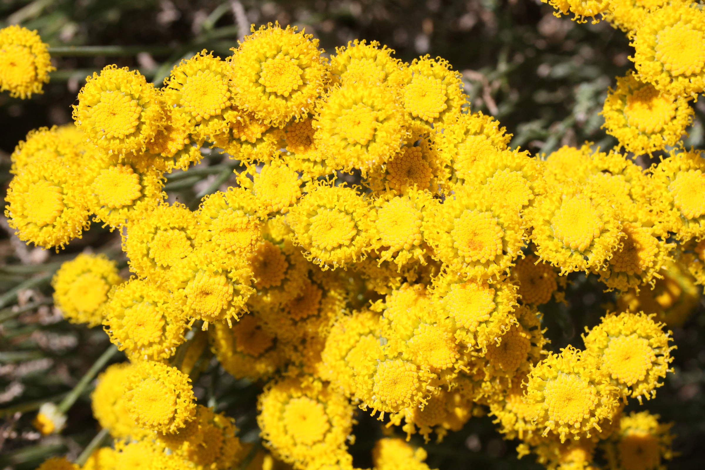 Santolina_chamaecyparissus