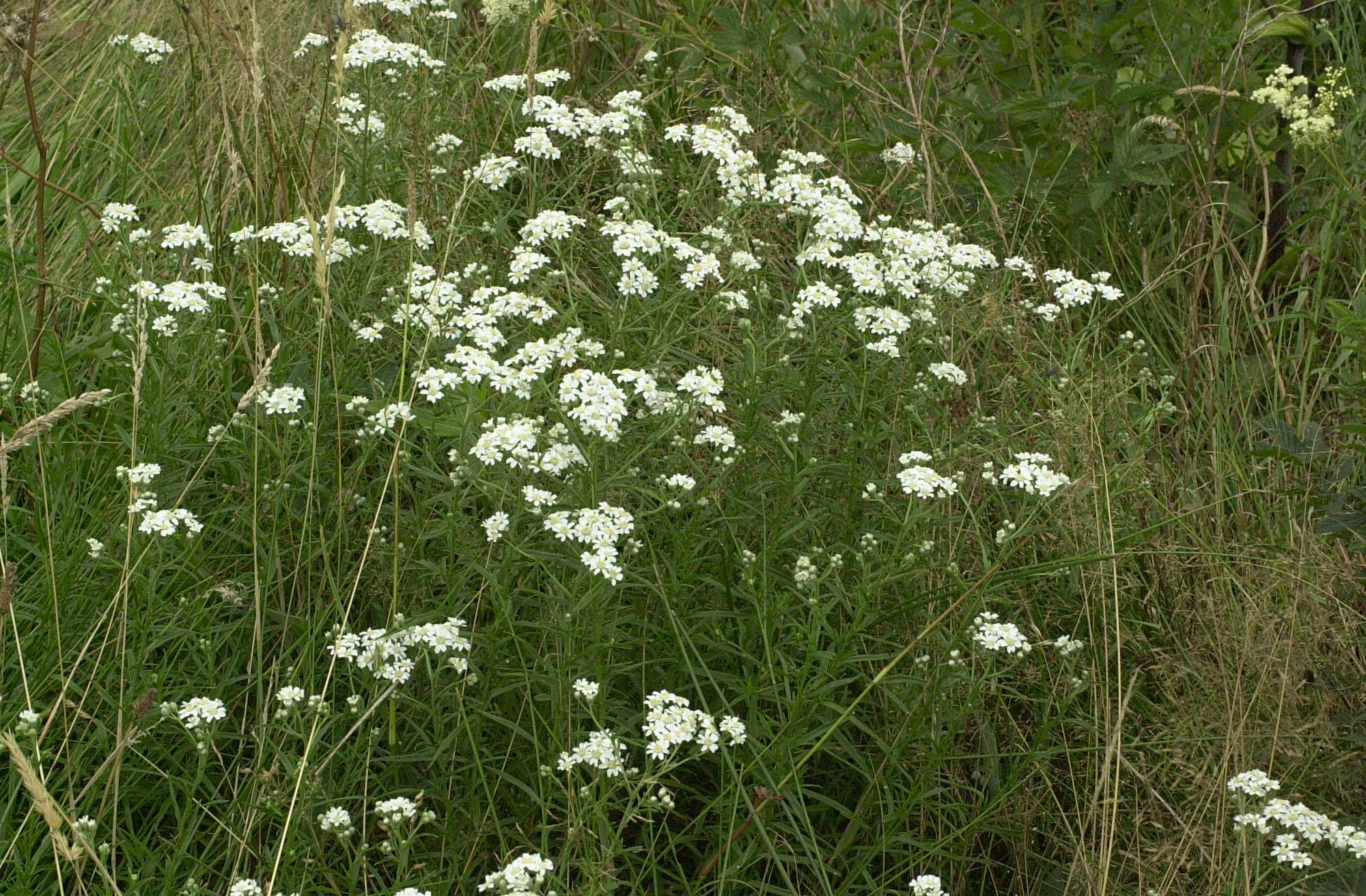 Achillea_ptarmica