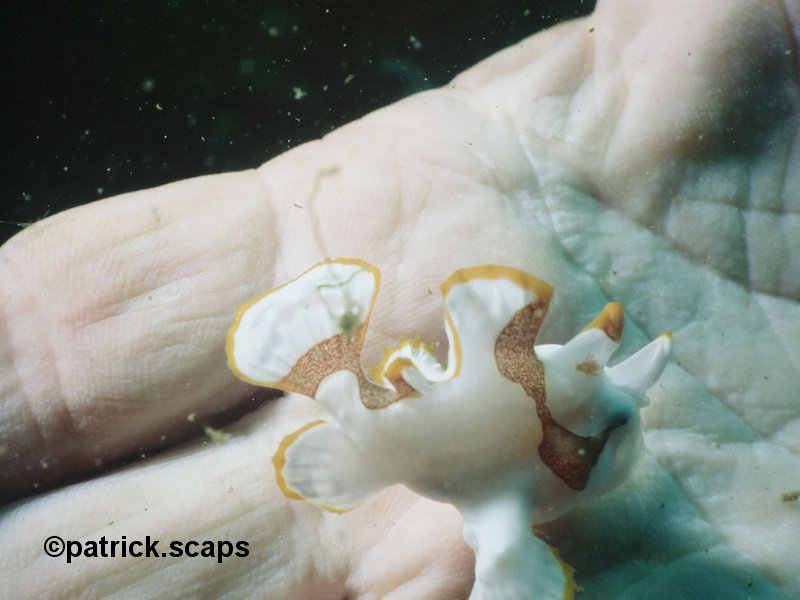 Afficher le média antennarius_maculatus2ps antennarius_maculatus2ps