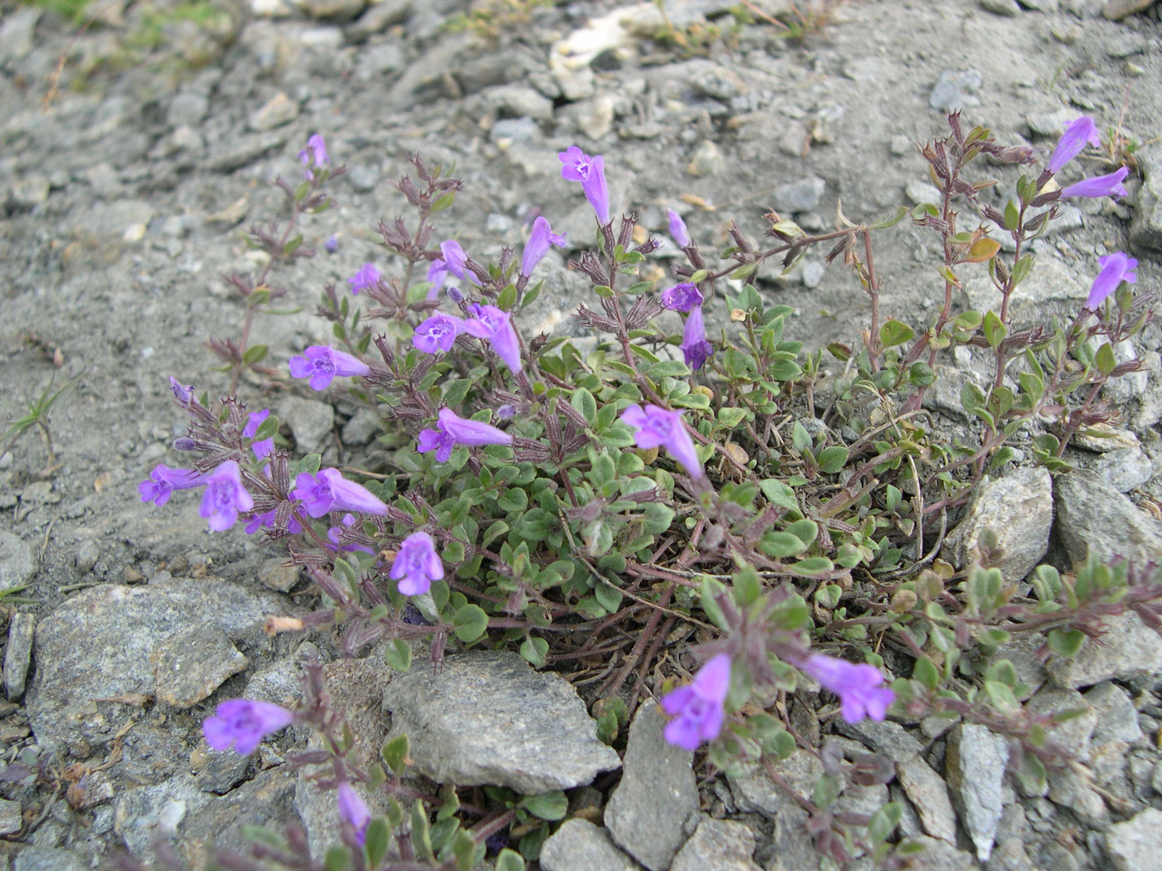 Afficher le média Clinopodium_alpinum Clinopodium_alpinum