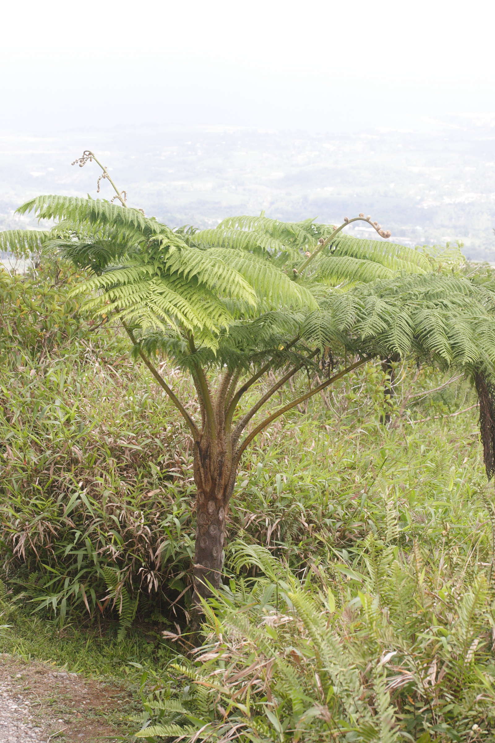Afficher le média Cyathaea_arborea Cyathaea_arborea