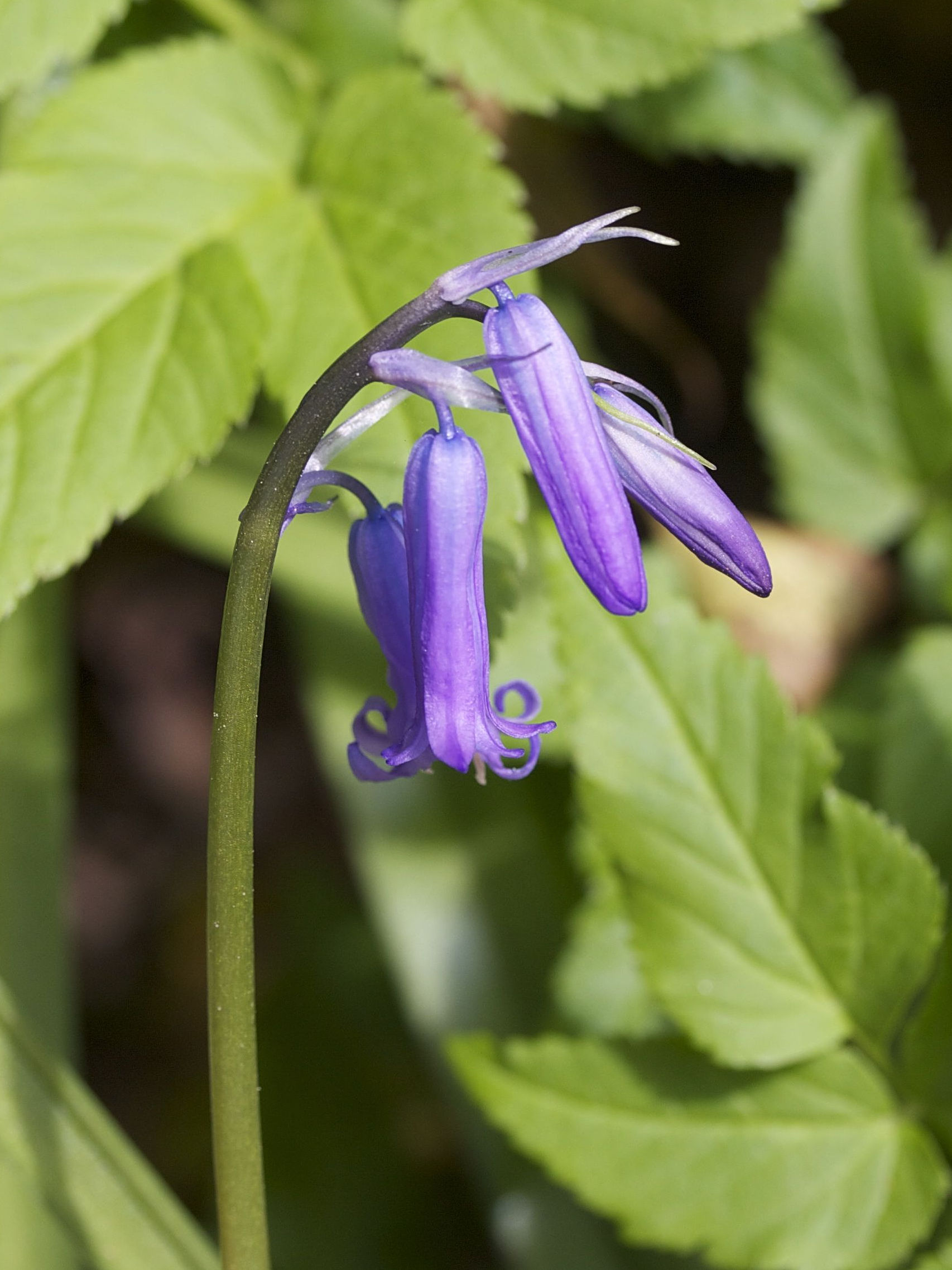 Afficher le média Hyacinthoides_non-scripta ssp. non-scripta Hyacinthoides_non-scripta ssp. non-scripta