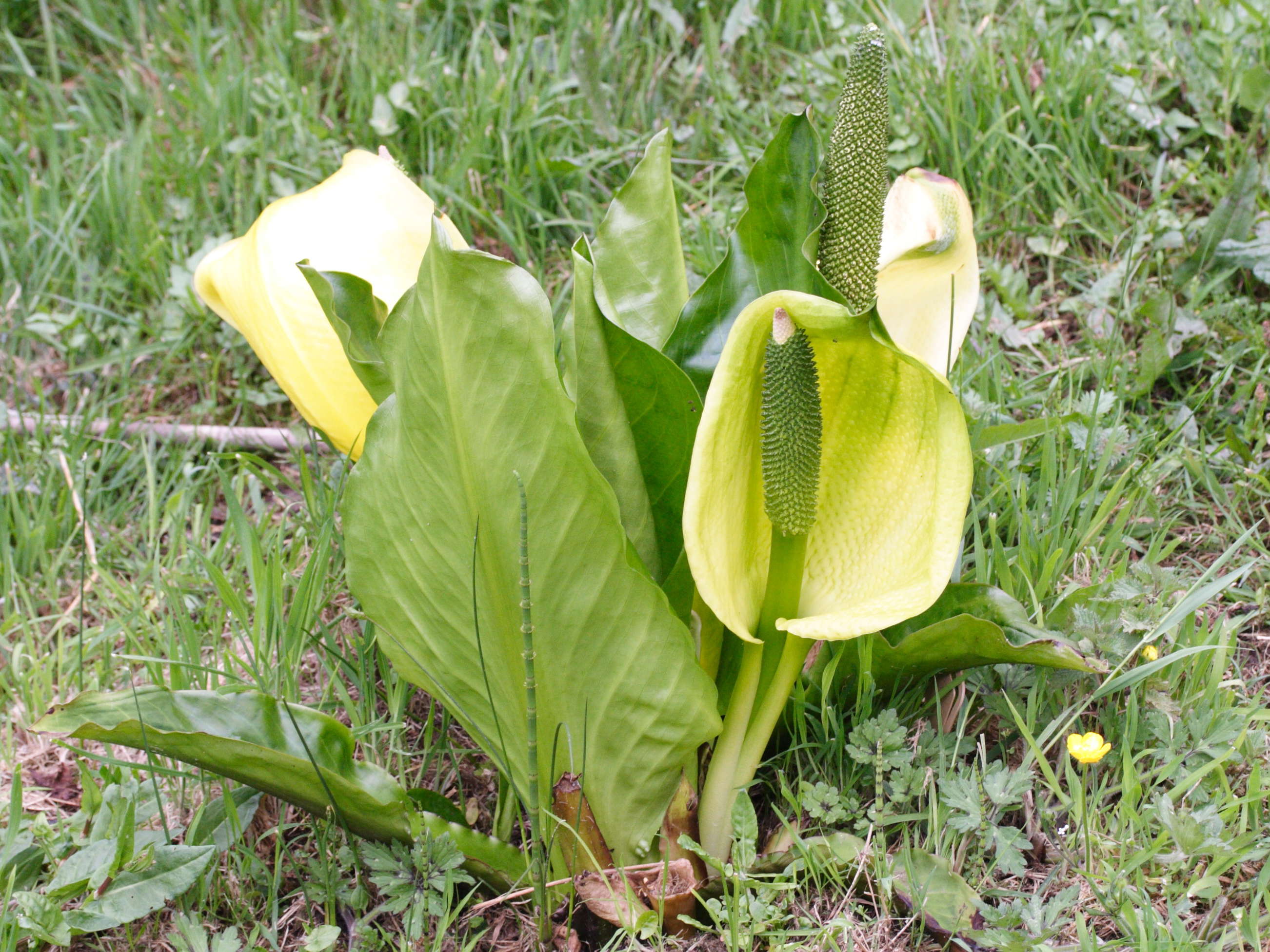 Lysichiton_americanus
