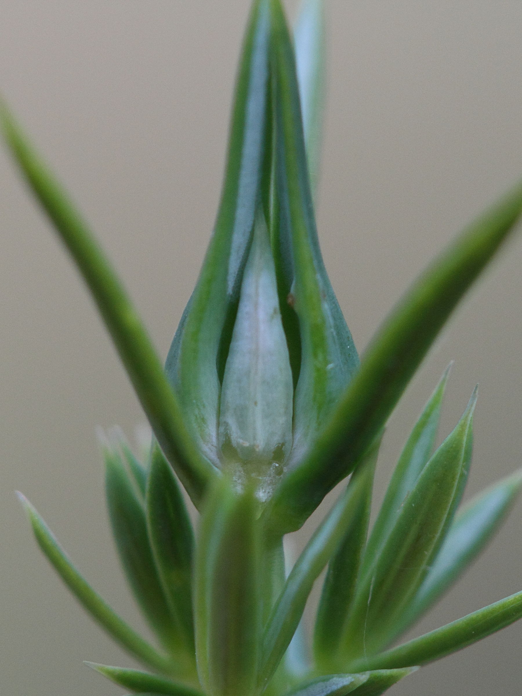 Afficher le média Oligotrophus_juniperinus Oligotrophus_juniperinus