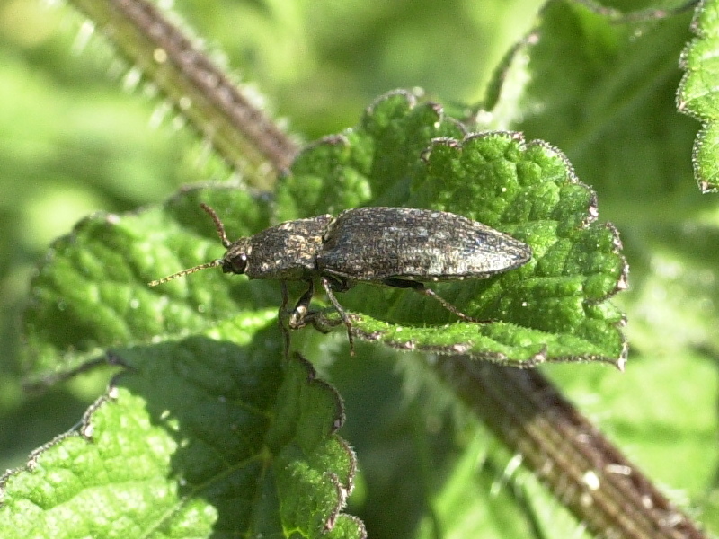 agripnus_murinus