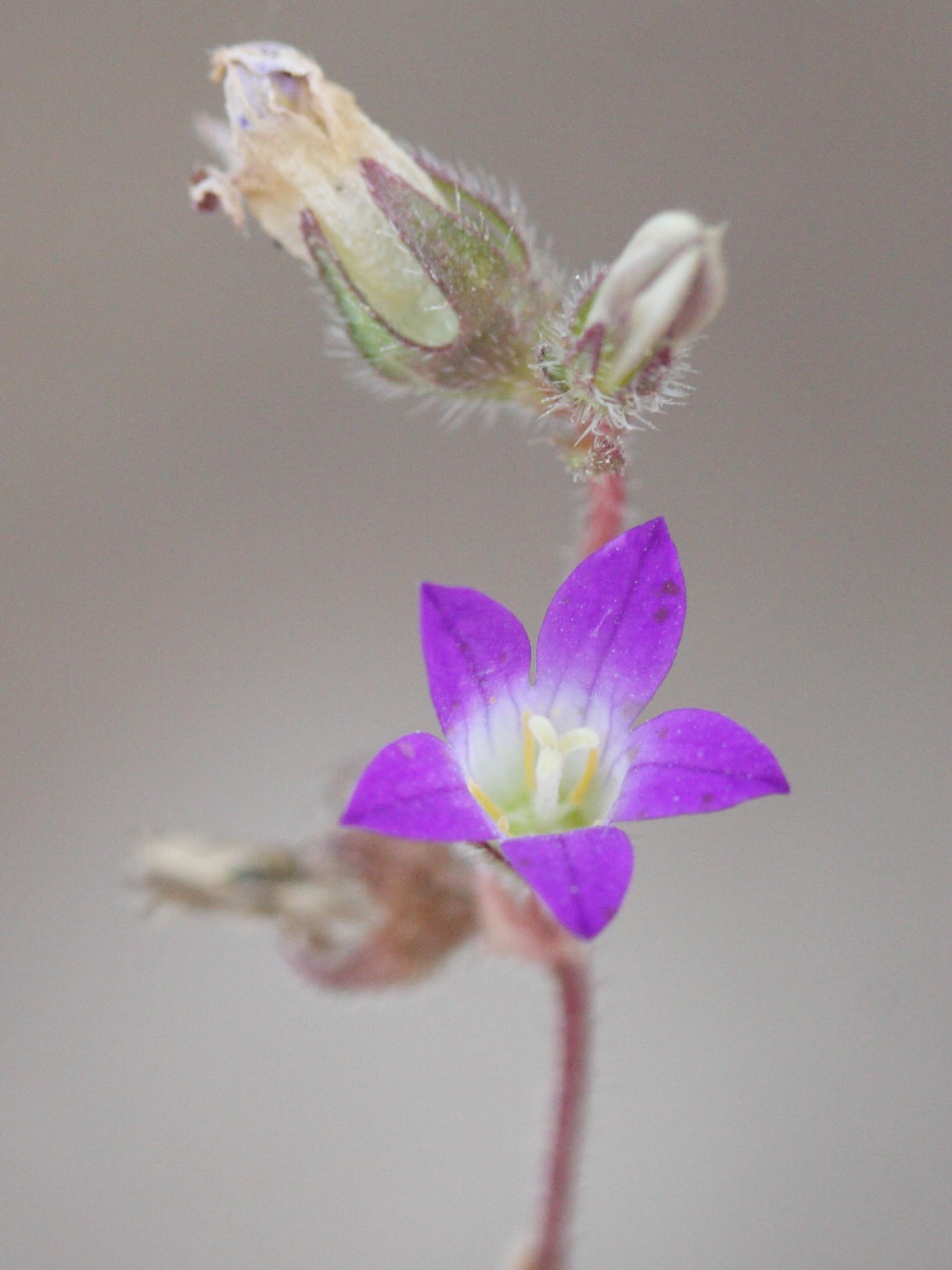 Afficher le média Campanula_rhodensis Campanula_rhodensis