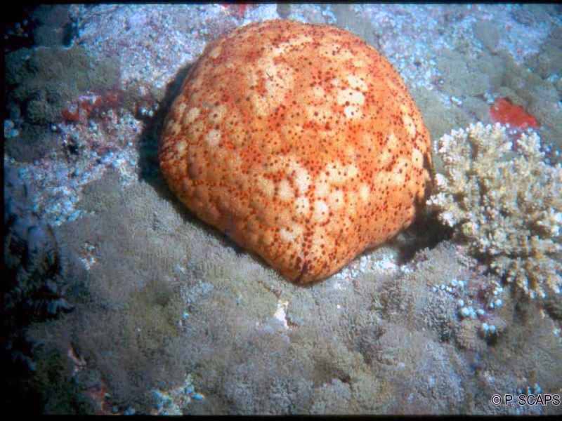 culcita_novaeguineae3ps