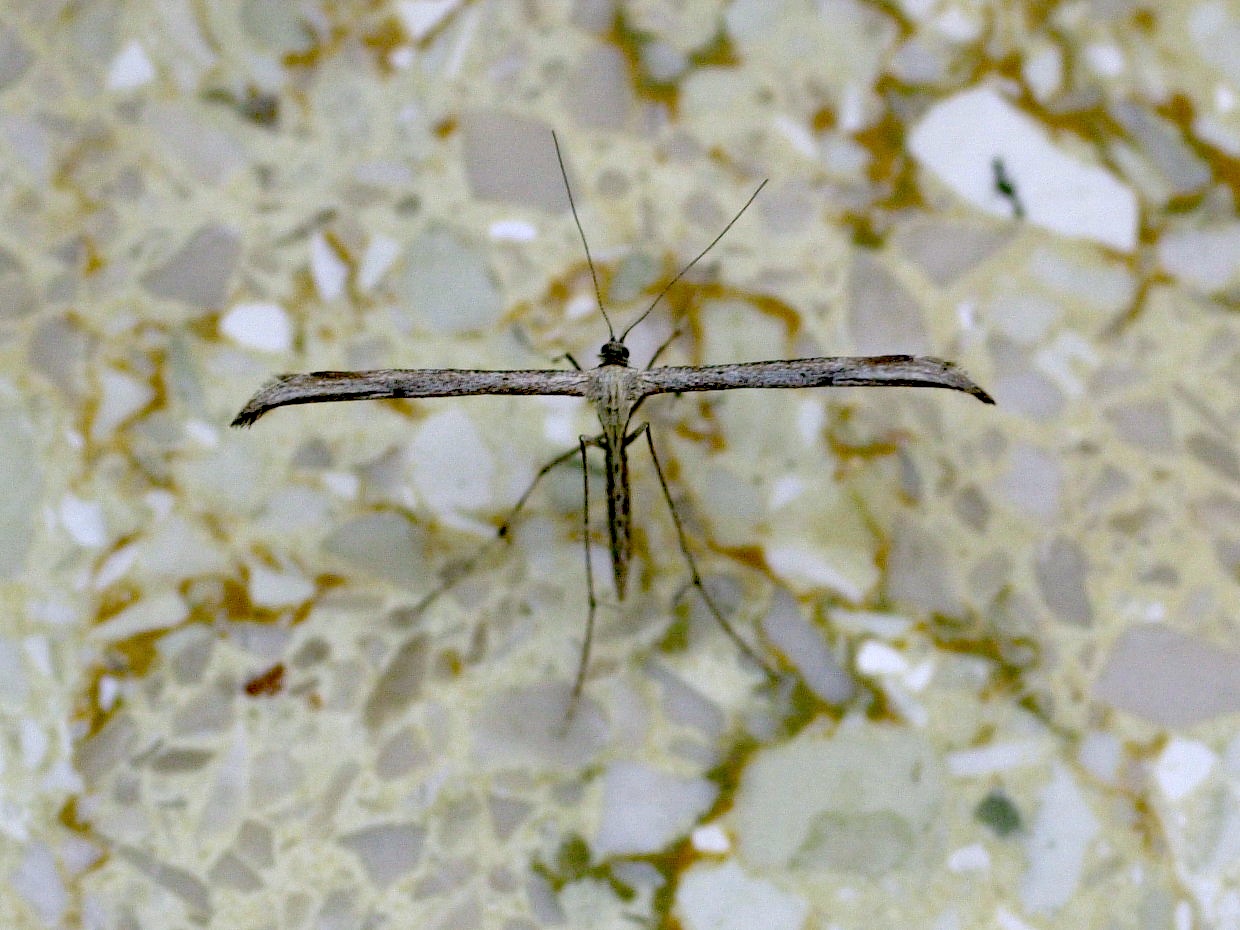 Emmelina_monodactyla