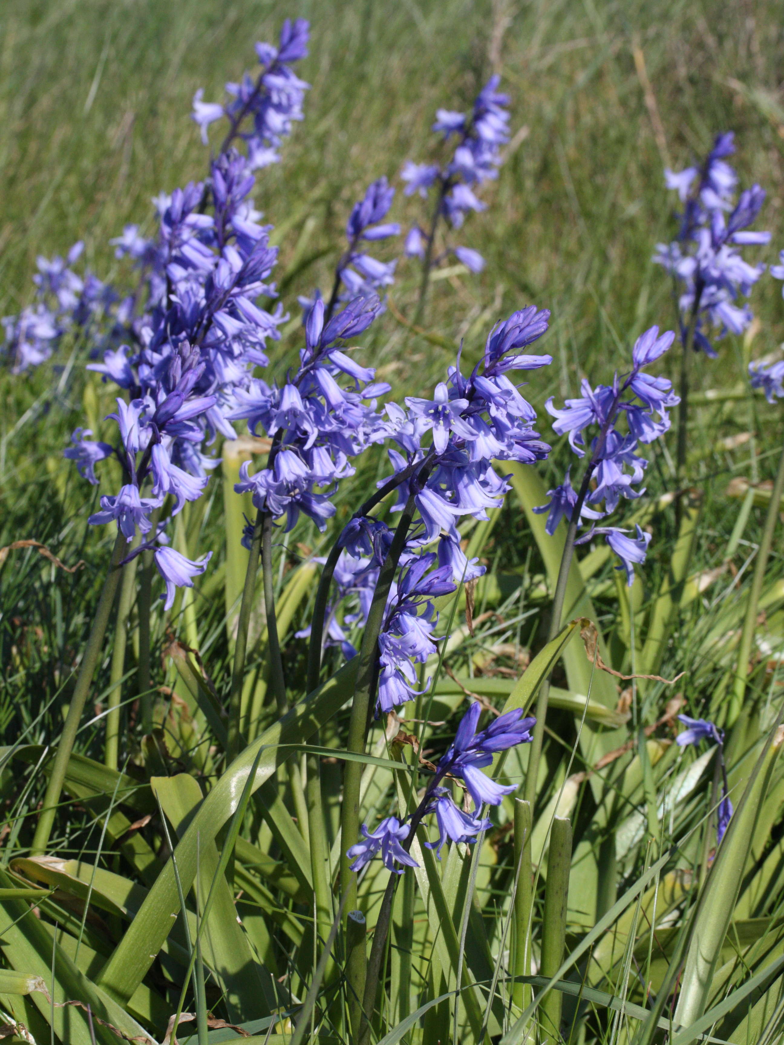 Hyacinthoides_non-scripta ssp. hispanica