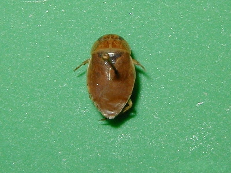 Ilyocoris_cimicoides
