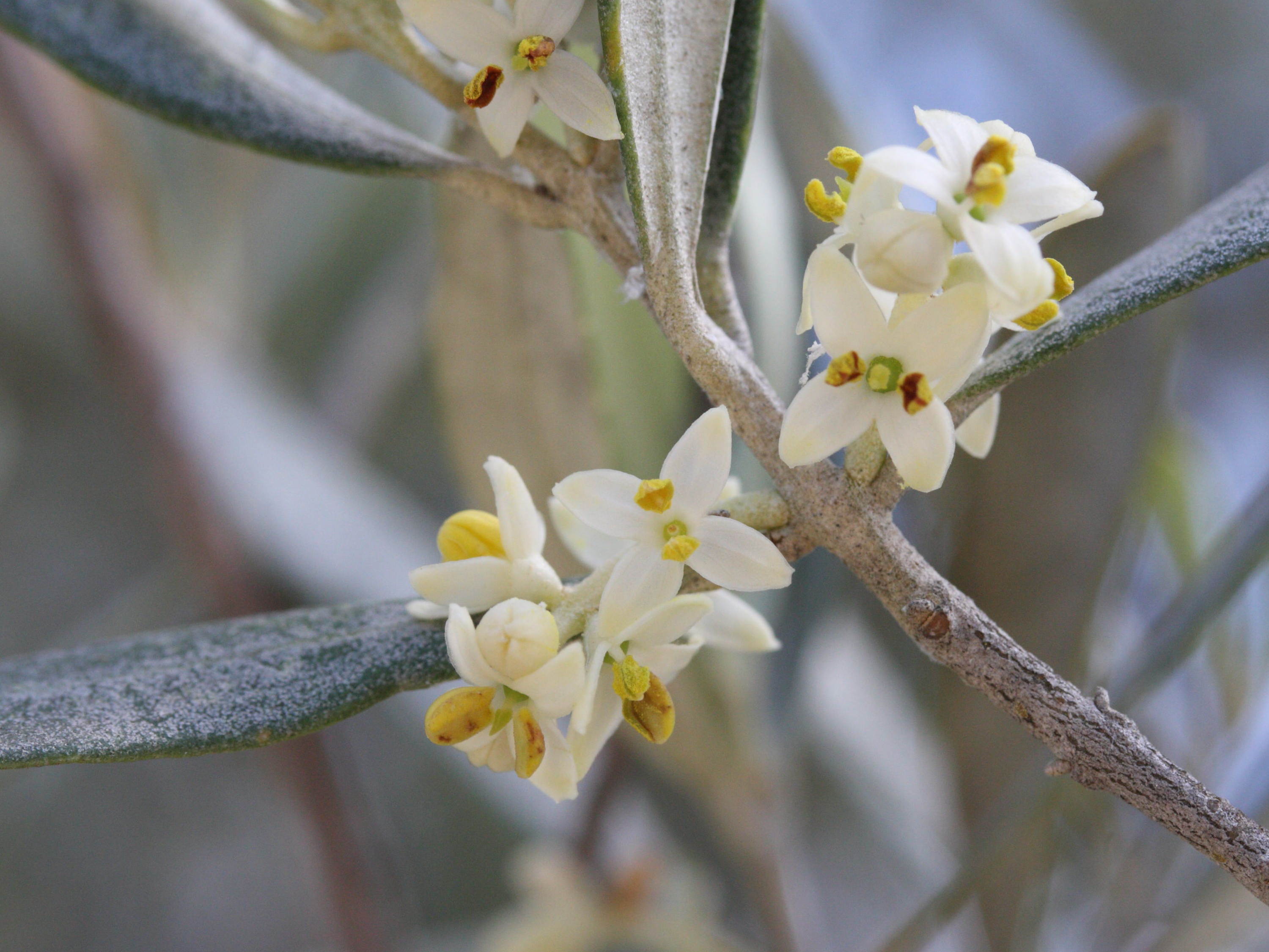 Olea_europaea