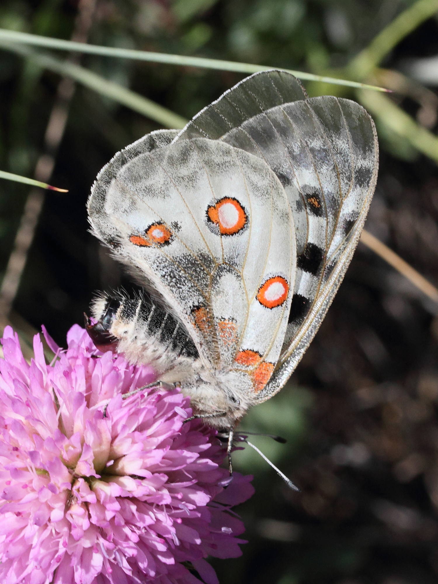 Parnassius_apollo