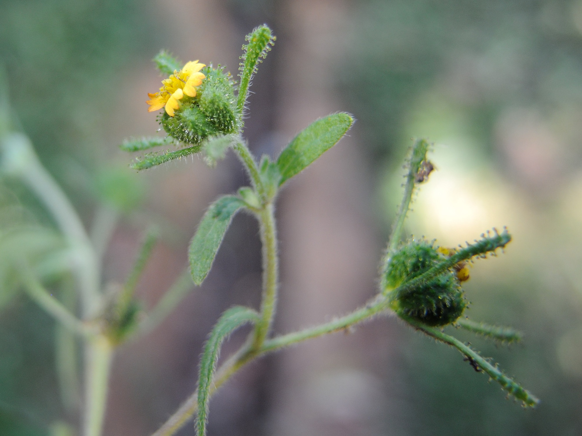 Sigesbeckia_orientalis