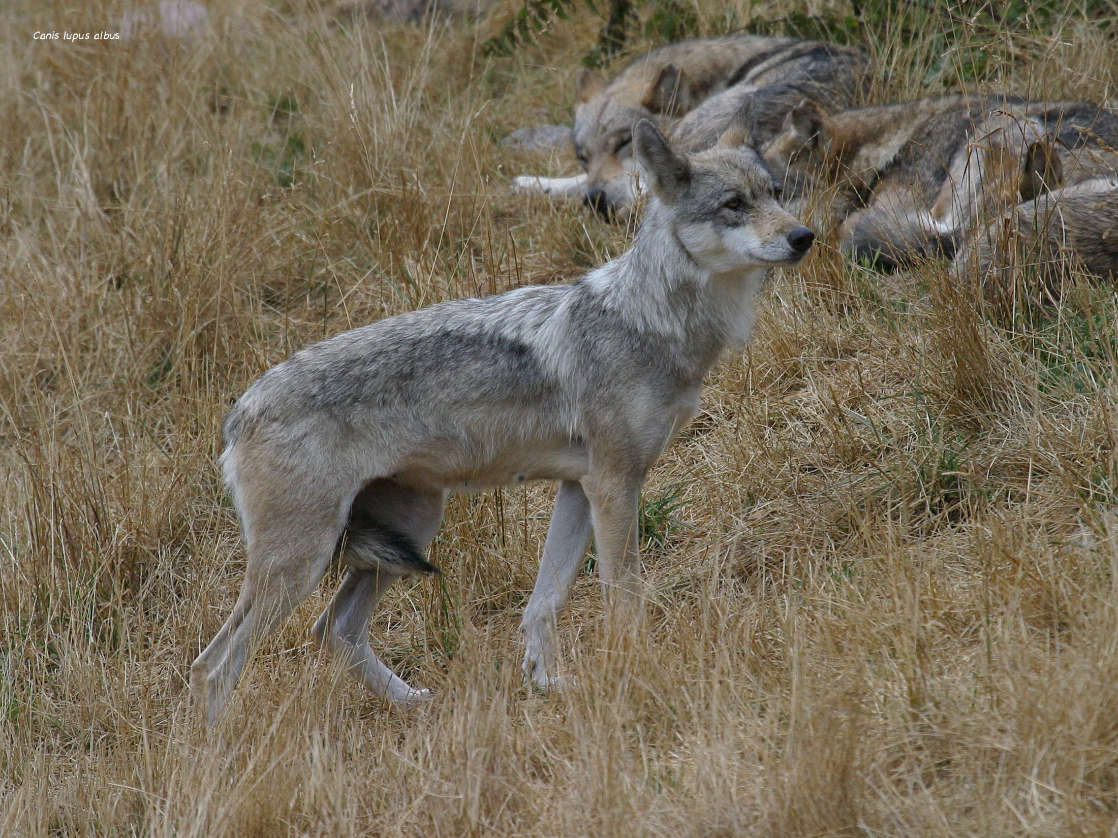 canis_lupus_albus1BD