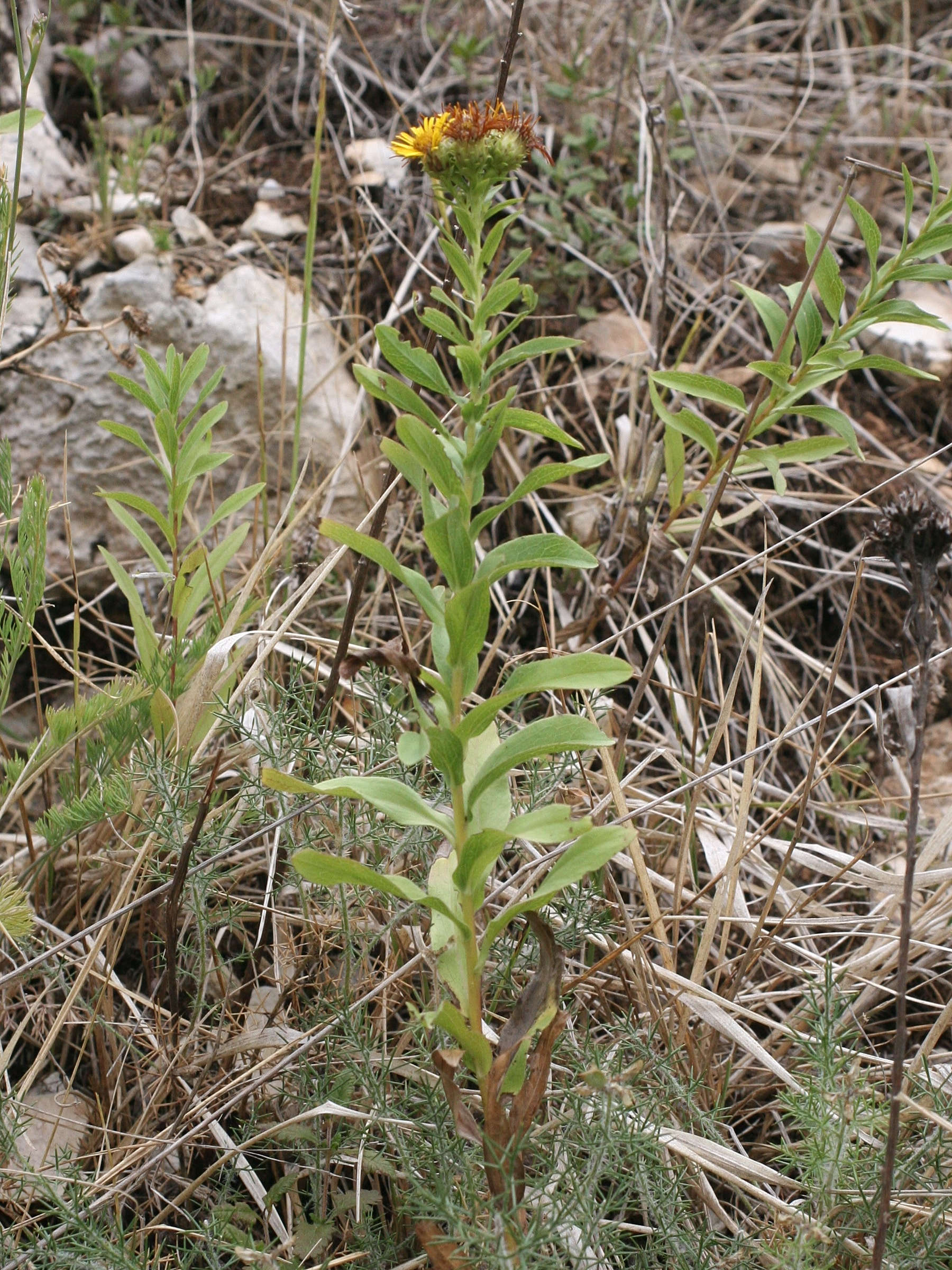 Afficher le média Inula_spiraeifolia Inula_spiraeifolia