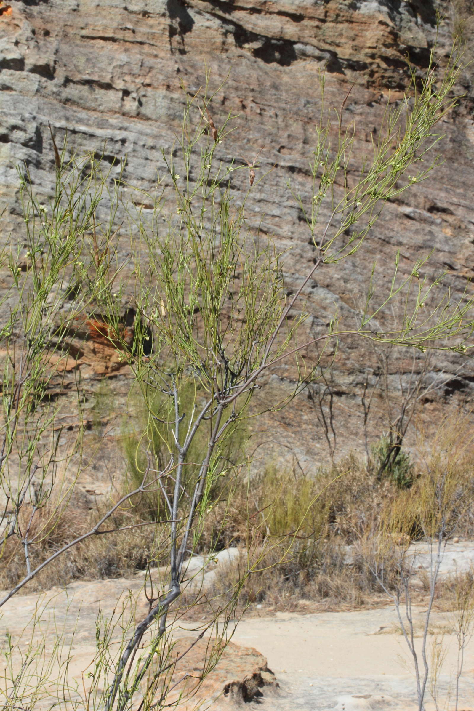 Secamone_sparsiflora