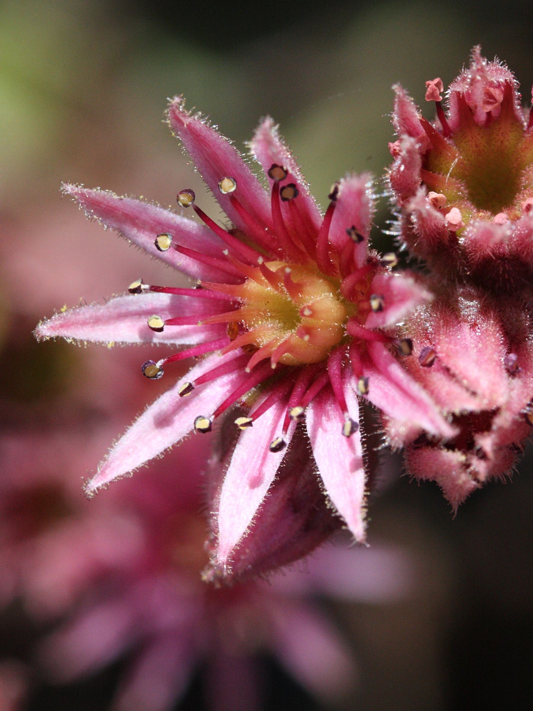 Sempervivum_tectorum
