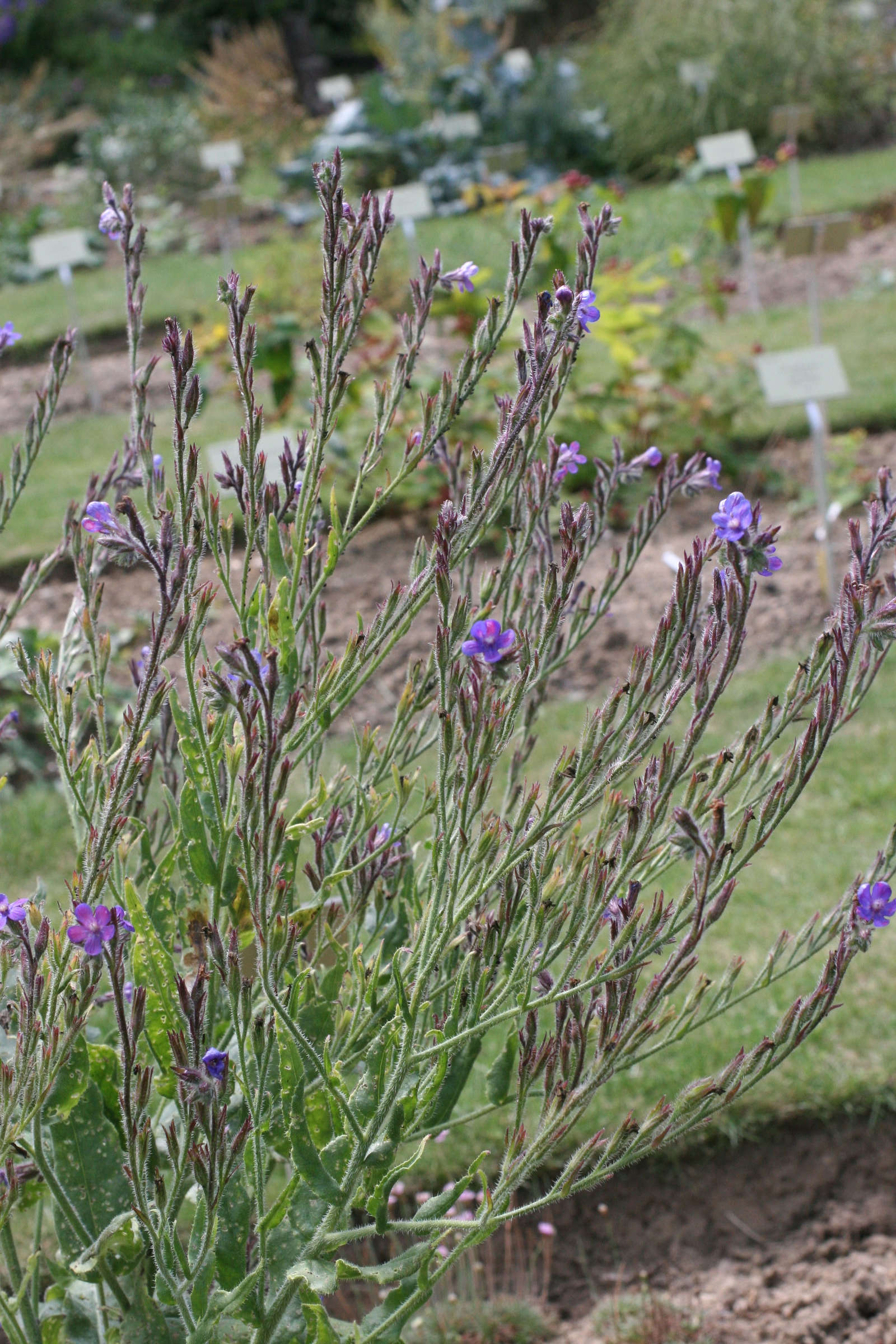 Afficher le média Anchusa_arvensis Anchusa_arvensis