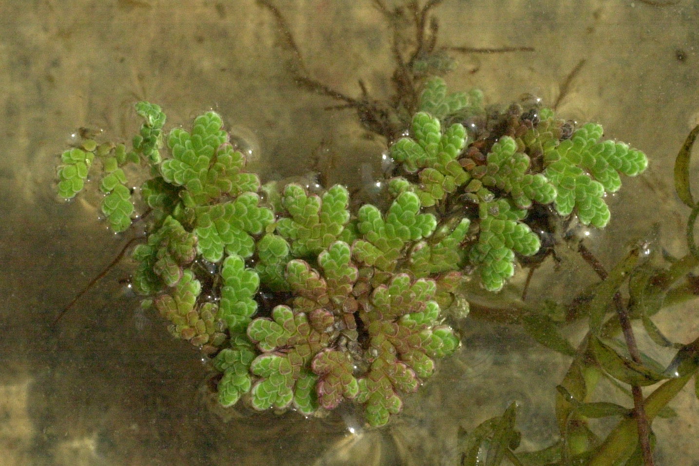 Azolla_filiculoides