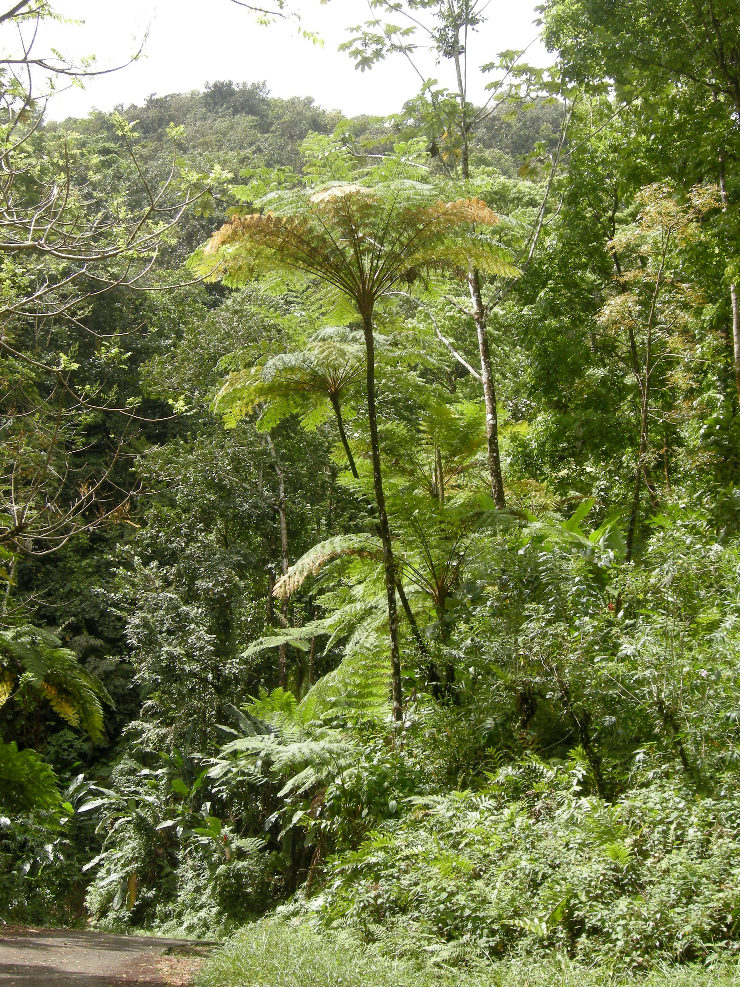 Afficher le média Cyathaea_arborea Cyathaea_arborea