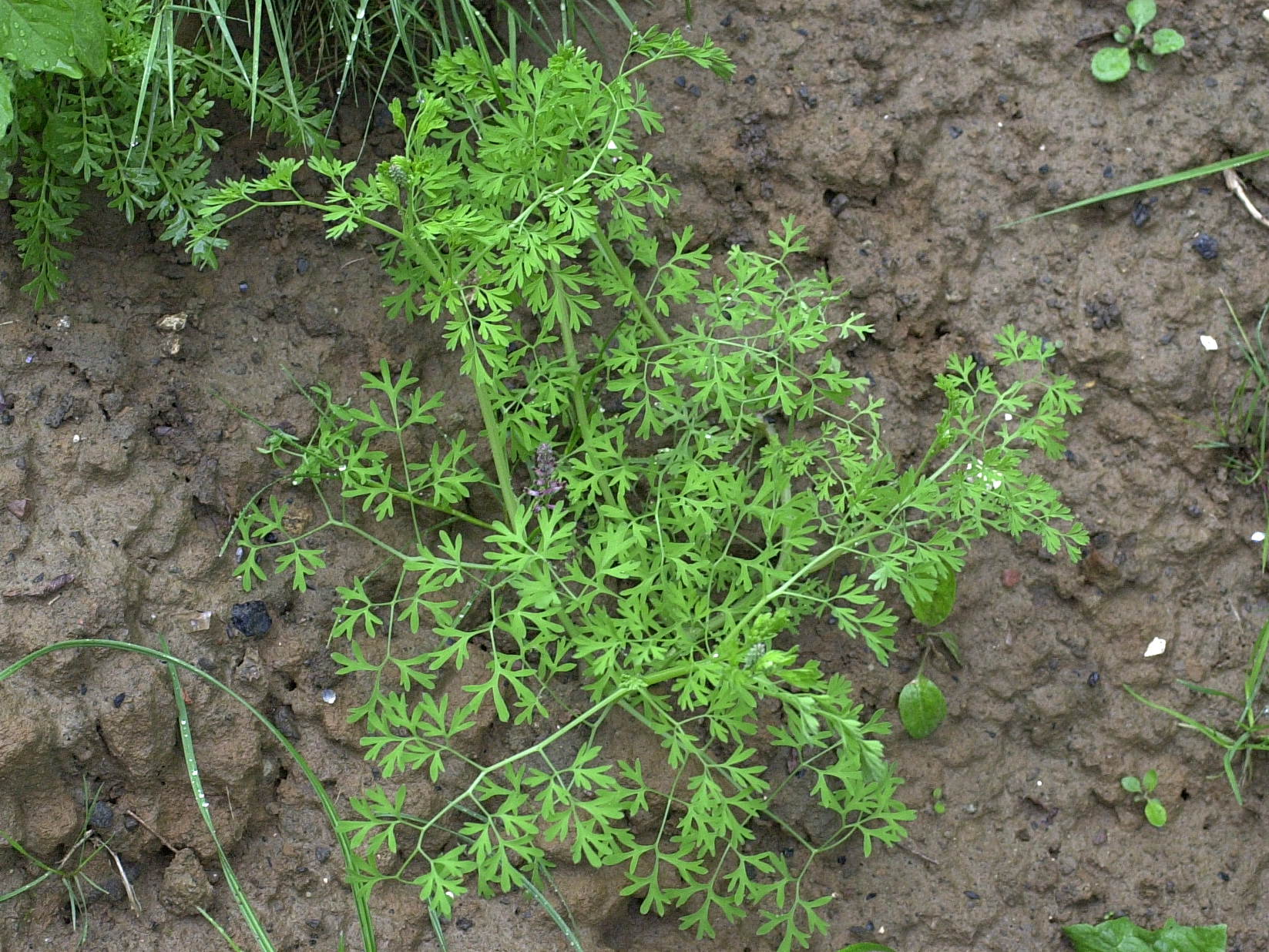 Afficher le média Fumaria_officinalis officinalis Fumaria_officinalis officinalis