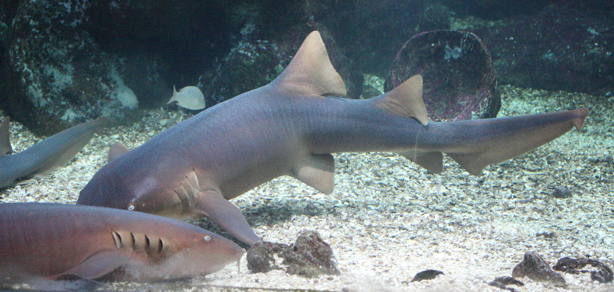 Afficher le média Ginglymostoma_cirratum Ginglymostoma_cirratum